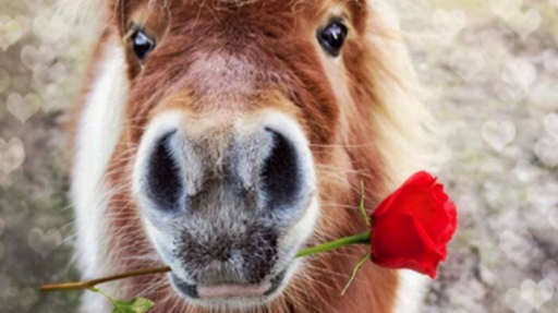 The Horse Barn Discord server banner