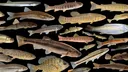 Aquatica banner