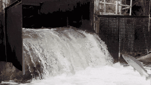 Aquatica Discord server banner