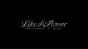 VELVET.ZIP banner