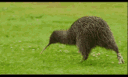 Kiwiverse banner