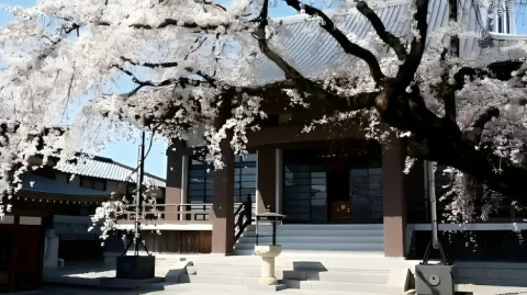 ♡ 🌸 flan・social & decor banner