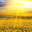 ▶ 𝐂𝐡𝐚𝐫𝐚 𝐇𝐢𝐯𝐞𝐦𝐢𝐧𝐝 Banner