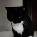 Warriors of Metal Discord server banner