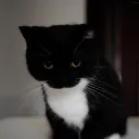 Warriors of Metal Banner