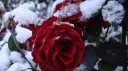 🥀⛄Rose Garden🥀⛄ 18+ banner