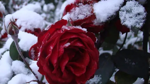 🥀⛄Rose Garden🥀⛄ 18+ banner