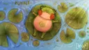 KUHALE 🍀🐸 Server Banner