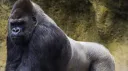 GORILLA PACK banner
