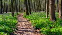 The Fox Forest (18+) banner