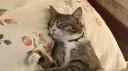 isa's cat café :3 Discord server banner