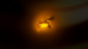 Steppas 🎃 Banner