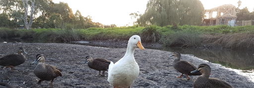 Little Cozy Cottage Discord server banner