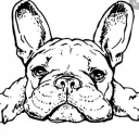 Schlong DREW banner