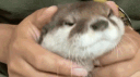 OTTER DEN banner