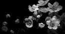 Anemone [Backup server] server banner