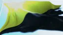 Ancapia Discord server banner