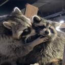 :《 raccoonies 》: Banner