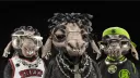 Black Sheep Crew banner