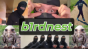 B1rdnest banner