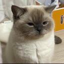 𓂃 kitten academy  Banner