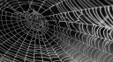 Spider Game banner