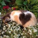cat lovers Banner