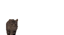 Vamp banner