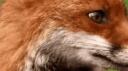 GameFox’s Fox Den Banner