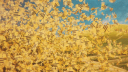 StrongHive Banner