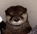 Otter Paradise  Banner