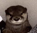 Otter Paradise 🌴🦦 Discord server banner