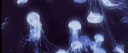 ukiyo 浮世 server banner