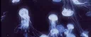 ukiyo 浮世 Discord server banner