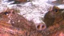 Toad's Tadpoles banner