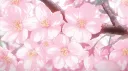 Sakura Cafe! banner