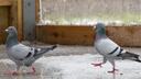Pigeon Rescue and Rehab Banner