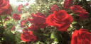 ♤《𝑀𝑖𝑟𝑎𝑖 𝑈𝑛𝑖𝑣𝑒𝑟𝑠𝑖𝑡𝑦》♤ server banner