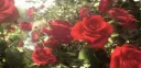 ♤《𝑀𝑖𝑟𝑎𝑖 𝑈𝑛𝑖𝑣𝑒𝑟𝑠𝑖𝑡𝑦》♤ Discord server banner