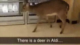 TEMPORARY MOVED TO /PEE banner