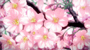 Hibiscus banner