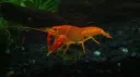 Shrim server banner
