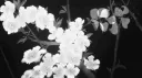 ༺ Mayrature ༻ banner