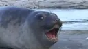 Seal#8834 banner