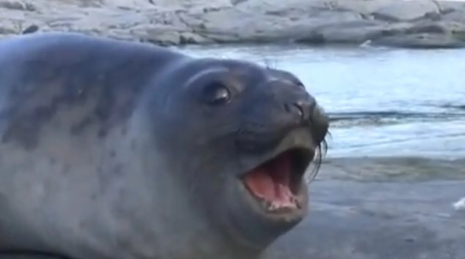 Seal#8834 banner