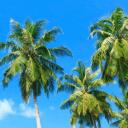 Balling Paradise Banner
