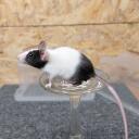 Mouse Fanciers Banner