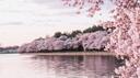 Hanami™ Banner
