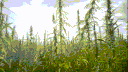 Grama do Vizinho Discord server banner