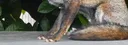 fox bot#3966 banner